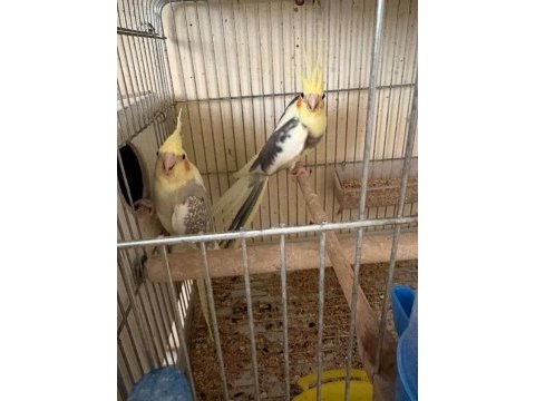 3 yavrulu kusursuz sultan takım