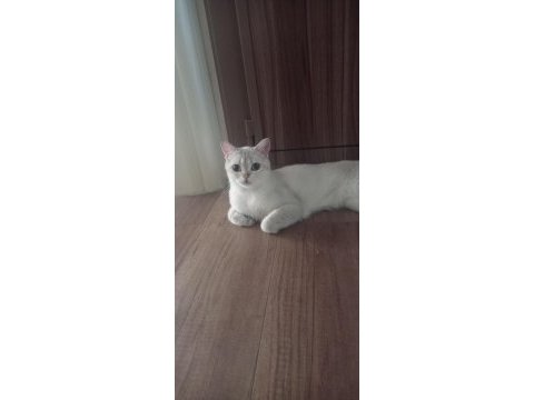 Ücretsiz sahiplendirme british shorthair