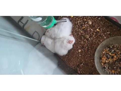 Suriye hamster
