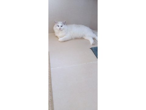 Şecereli erkek ragdoll kedisi