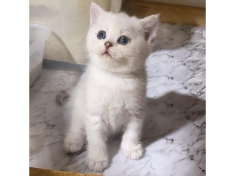 Evimizden show kalite british shorthair yavrular