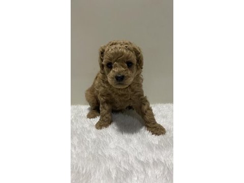 Irk garantili tam toy poodle yavrular dişi erkek