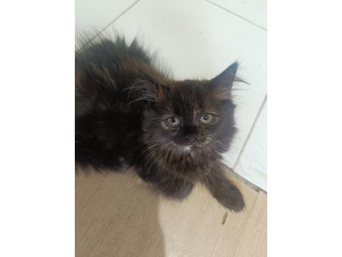 3 aylık british shorthair yavrularımız yuvasını arıyor