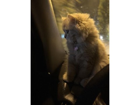 British longhair 6 aylık