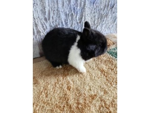 Netherland dwarf hollanda cücesi tavşan