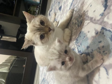 3 british shorthair yavrumuz antalya