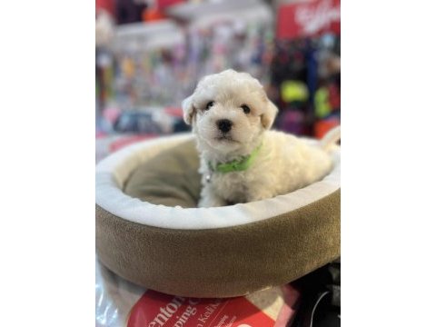 Biblo güzelliğinde teacup maltipoo