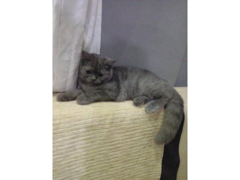 Dişi 4.5 aylık british shorthair