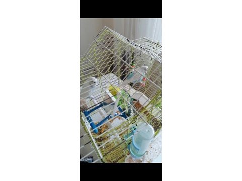Yavru muhabbet kuşlarımızı her renk var