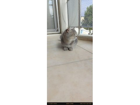 Tamamen takip şartlı british shorthair
