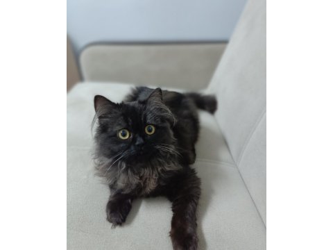 British shorthair kedim