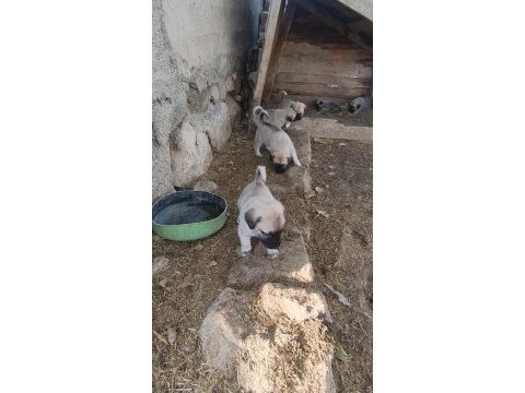 Kangal sivastan alınır kalite ayı boğanlar