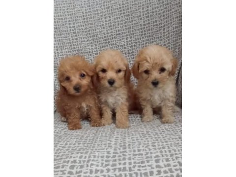 Poodle ozellıklerıne sahip