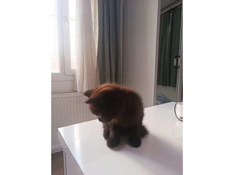 British shorthair yavrumuz yeni sahibini bekliyor.