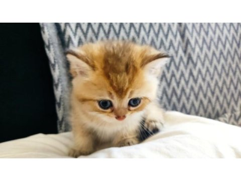Safkan orjinal british shorthair yavrular