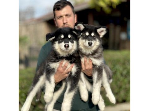 Safkan alaskan malamute yavrularımız