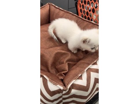 Cüce kedimiz munchkin