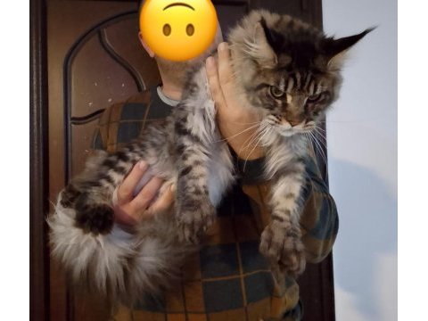 Maine coon kediler