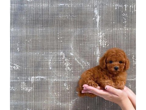 Toy poodle yavruları