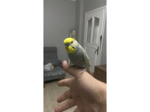 Konuşan ele kola gelen insan canlısı muhabbet kuşu