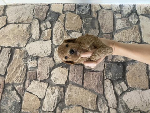 Sağlık ve ırk garantili poodle yavrularımız