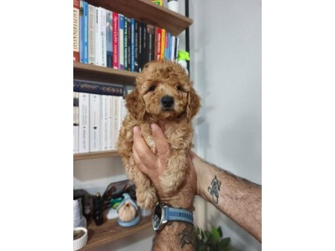 Toy poodle yavruları