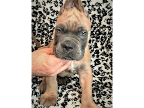 Fcı-kıf şecereli safkan cane corso yavrular (formentino)