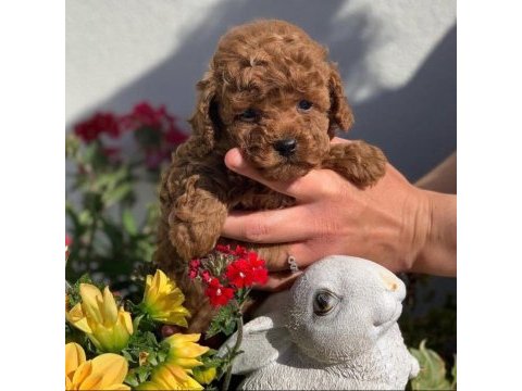 Original korekan toy poodle bebekler