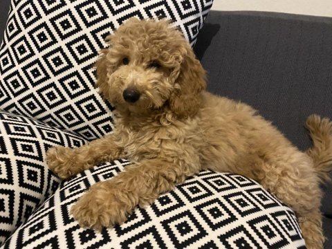 3 aylık dişi poodle uygun