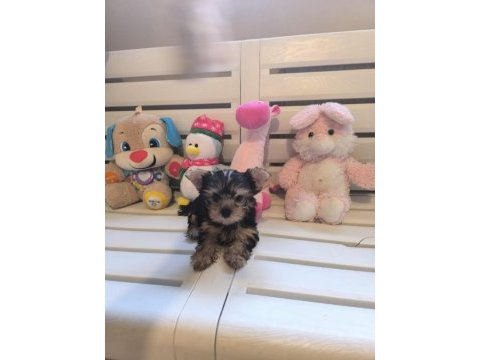 Küt burun tea cup erkek yorkshire terrier yavrumuz