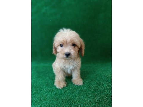 Maltipoo dişi erkek