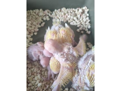 100 den fazla orjinal lutino cremio albino muhabbet bebekler