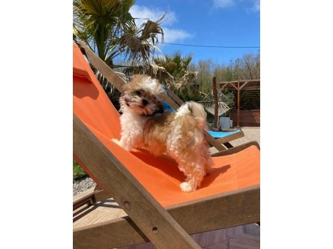 Kraliyet soyundan gelen shih tzu yavruları