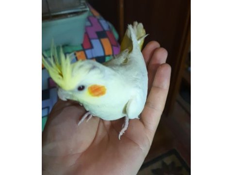 Yavru sultan papağanı