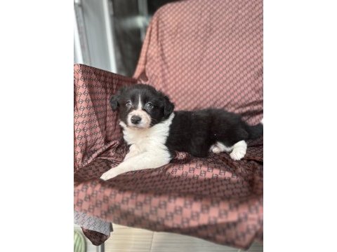 Her renk border collie yavrusu (bursa köpek okulu)