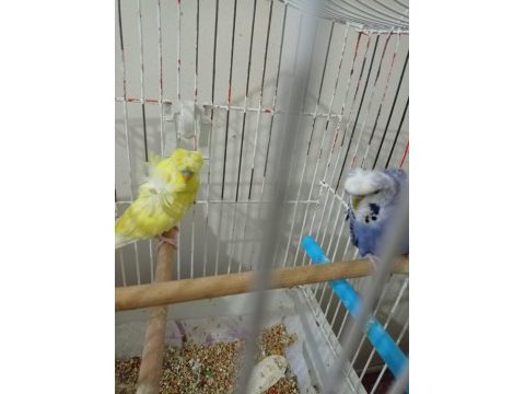 Japones muhabbet kuşu çifti