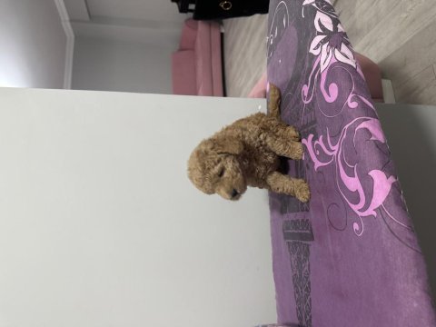 2 aylık toy poodle yavruları