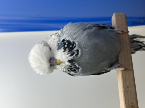Show jumbo muhabbet kuşu yavrular