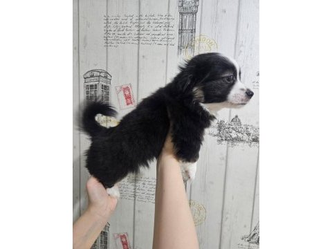 Fino - pomeranian kırması yavrular