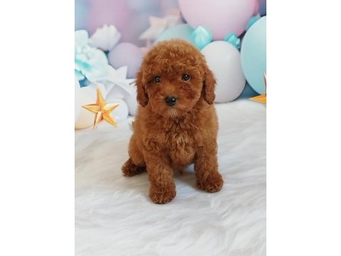 Red brown poodle yavrumuz