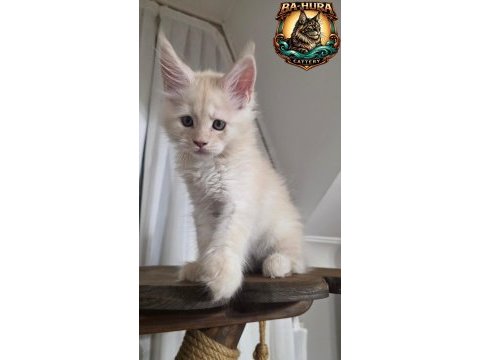Kusursuz soy ağacından gelen erkek maine coon