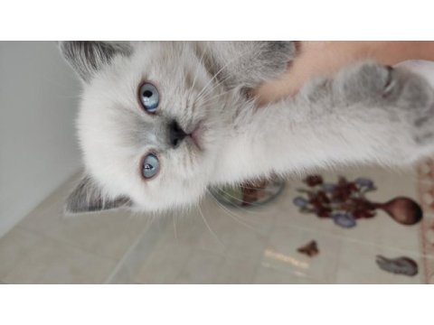 Kedimize yeni yuva arıyoruz