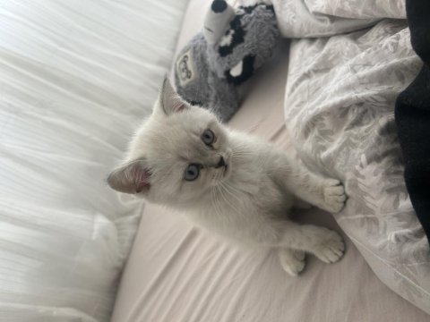 Antalya acil yavru british shorthair erkek