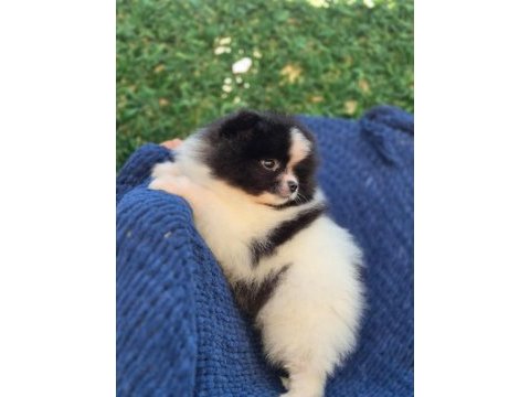 Ayı surat pomeranian boo parti color