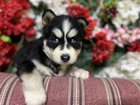 Sibirya kurdu (husky) yavrularımız