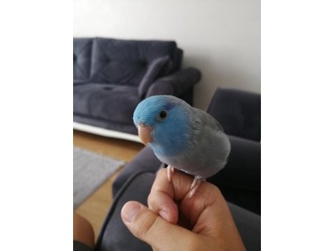 7 aylık 17 kelime konuşan forpus papağanı