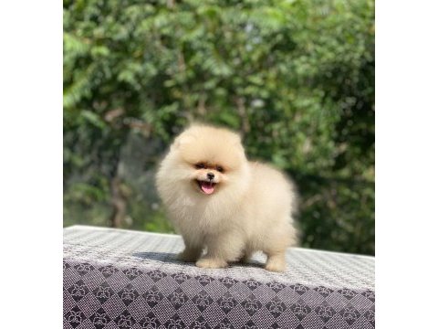 4 aylık dişi ayı surat garantili pomeranian