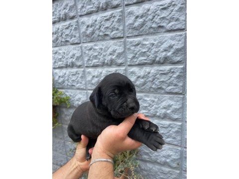 1.5 aylık bir o kadarda tatlı bi cane corso