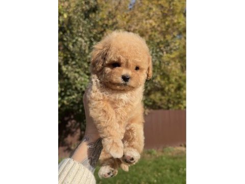 Bal rengi poodle bebekler