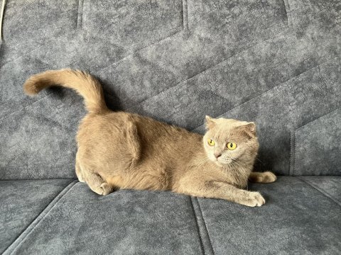 Dişi scottish kedi